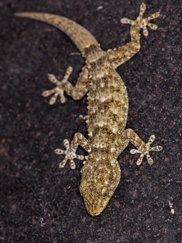 Natural Ways to Get Rid of Lizards